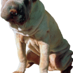 Psychologist Argues In Provocative Book That Dog Owners Are Clinically Insane