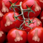 Tomatoes Grow Noses!