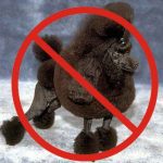 Internet Dark Side, Underworld Of People Publishing Pet Poodle Photos